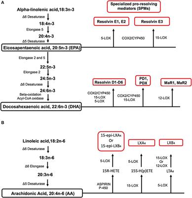 Obesity-Driven Deficiencies of Specialized Pro-resolving Mediators May Drive Adverse Outcomes During SARS-CoV-2 Infection